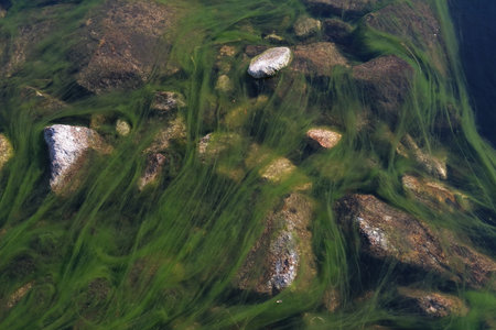 Green algae floating in stream in Valley of Gasienicowa Ponds, Tatras Mountains, Poland