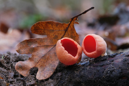 Winter and spring edible mushroom in beautiful orange red color - Sarcoscypha austriaca or Sarcoscypha coccineaの写真素材