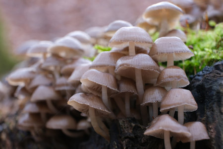 Mycena tintinnabulum - a small mushroom in a cluster on a tree stump. It can also be found in...