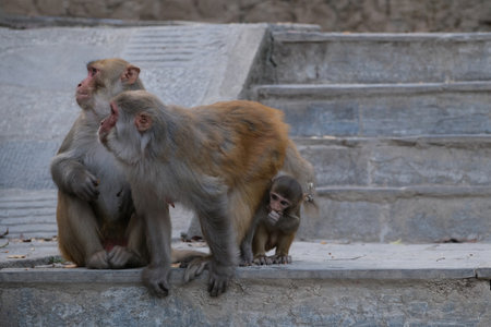 Swayambhunath, also known as Monkey Temple is located in the heart of Kathmandu, Nepal and is already declared World Heritage Site by UNESCO. Monkeys on area of temple.の写真素材