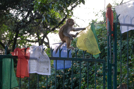 Swayambhunath, also known as Monkey Temple is located in the heart of Kathmandu, Nepal and is...