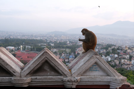Swayambhunath, also known as Monkey Temple is located in the heart of Kathmandu, Nepal and is already declared World Heritage Site by UNESCO. Monkey on area of temple.の写真素材