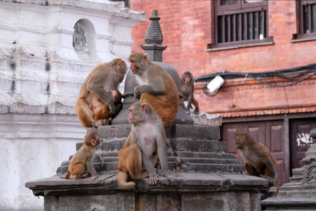 Swayambhunath, also known as Monkey Temple is located in the heart of Kathmandu, Nepal and is already declared World Heritage Site by UNESCO. Monkeys on area of temple.の写真素材