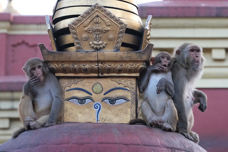 Swayambhunath, also known as Monkey Temple is located in the heart of Kathmandu, Nepal and is...