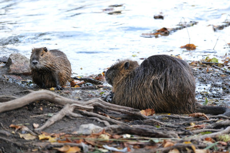 Tow nutrias (Myocastor coypus) near Vltava River In Prague, Czech Republicの写真素材