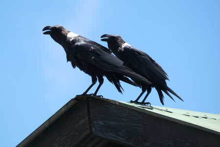 Two Corvus albicollis (Large-billed raven) sitting on roof of building, Arusha national Park, Tanzania, Africaの写真素材