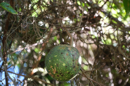 Close-up of a round gourd Lagenaria siceraria fruit hanging on a tree. South Africa, Tanzania. Old fruits are toxic.の写真素材
