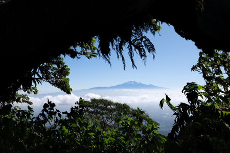 Kilimanjaro above the clouds on horizon framed by tree branches during the Mount Meru trek. Arusha National Park, Tanzaniaの写真素材