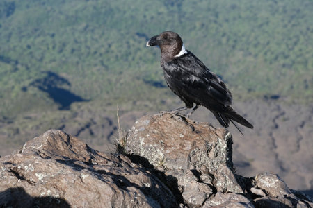 Single Corvus albicollis (Large-billed raven) sitting on rock in mountains on Mount Meru, Arusha national Park, Tanzania, Africaの写真素材