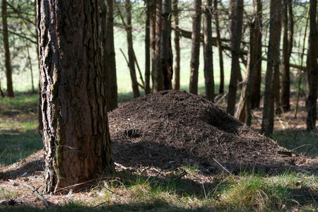 A large anthill in the forestの写真素材