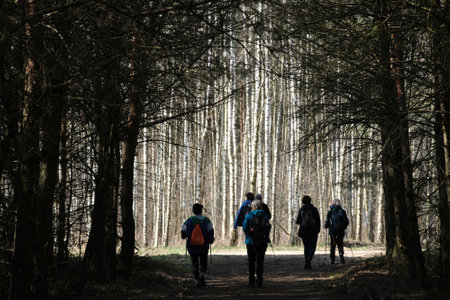 Silhouettes of hiking people on forest road. A row of birch trees in the background.の写真素材