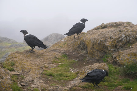 Three Corvus albicollis (Large-billed raven) sitting on rock in fog on Shira Cave Camp, Kilimanjaro, Machame Route, Tanzaniaの写真素材