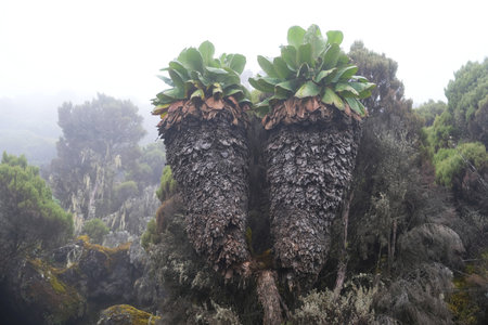 Beautiful Giant Lobelia deckenii (Dendrosenecio kilimanjari, Senecio kilimanjari) in misty scenery, endemic plant on Kilimanjaro, Machame Route, trail to Shira Camp, Tanzaniaの写真素材
