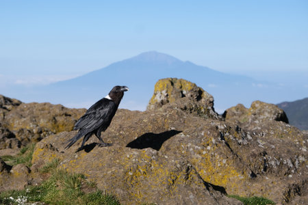 Single Corvus albicollis (Large-billed raven) sitting on rock with Mount Meru in background, Machame Route, trail from Shira Camp to Barranco Camp, Tanzaniaの写真素材