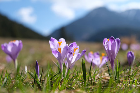 Glade of blooming purple crocuses with mountains in background. ChochoÅowska Valley, Zakopane, Tatra Mountains, Polandの写真素材