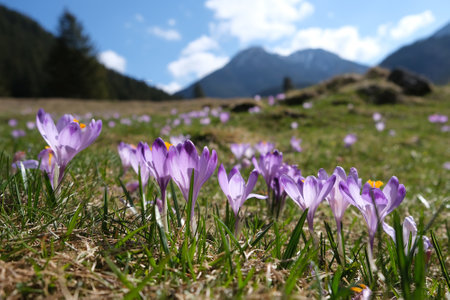 Glade of blooming purple crocuses with mountains in background. ChochoÅowska Valley, Zakopane, Tatra Mountains, Polandの写真素材