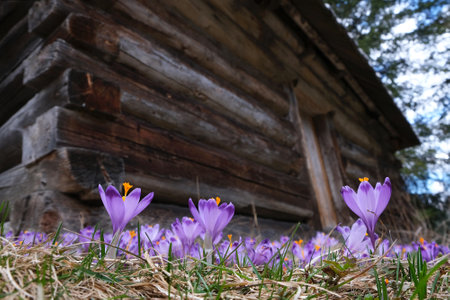 Blooming purple crocuses next to shepherd's hut with snowy mountains in background. ChochoÅ‚owska...