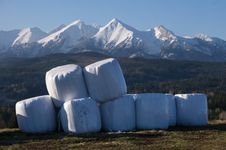 Stack of white plastic bale of hay on field. Blue sky and snowy mountainins in background. Pass over Lapszanka, Tatra Mountains, Polandの写真素材