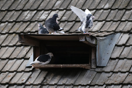 Pigeons sitting near the dovecote on the roof.の写真素材