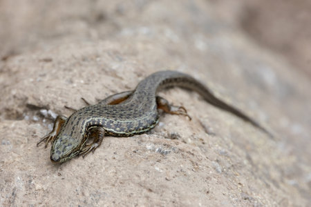 Close up of bridled mabuya or bridled skink (Heremites vittatus), met during trekking on...