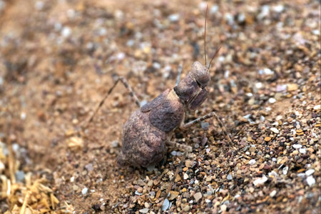 Close up of Desert mantis (Eremiaphila brunneri), met on Sahara, Moroccoの写真素材