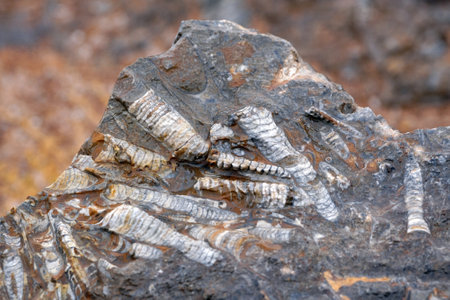 Close up of Fossils in Sahara desert, Moroccoの写真素材