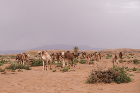 Oasis with palm trees and camels in the desert. Mountains in the background. Sahara, Morocco.の写真素材