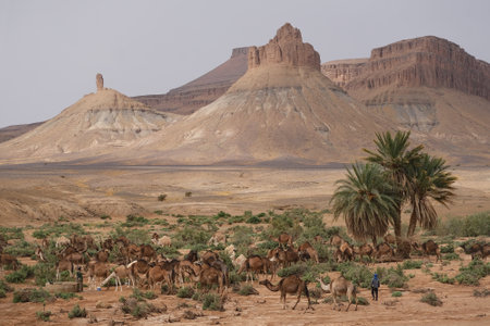 Oasis with palm trees and camels in the desert. Mountains in the background. Sahara, Morocco.の写真素材