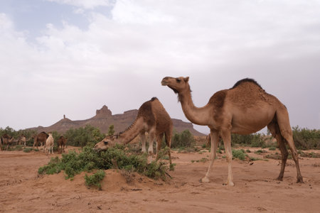 Camels in oasis with palm trees in the desert. Mountains in the background. Sahara, Morocco.の写真素材