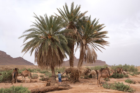 Camels in oasis with palm trees in the desert. Mountains in the background. Sahara, Morocco.の写真素材
