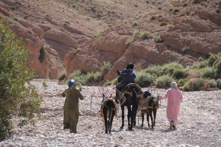 Three Moroccans with donkeys and mule are going in valley in Atlas mountains, Moroccoの写真素材