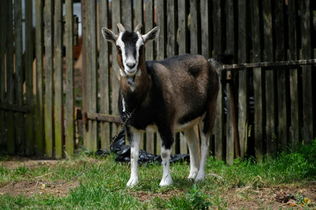 Young brown and white goat on chain standing next to wooden fence on farmyard.