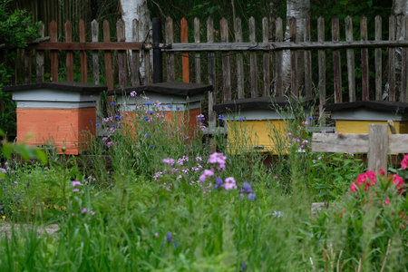 Colorful wooden beehives in garden with blooming flowers