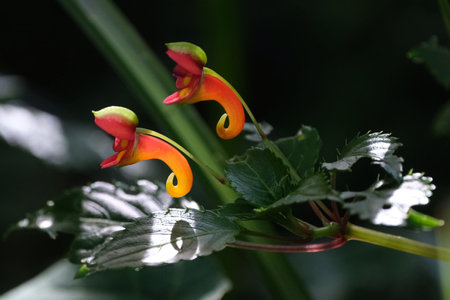 Close up of amazing flower of Impatiens kilimanjari, also known as Kilimanjaro impatiens or elephant...