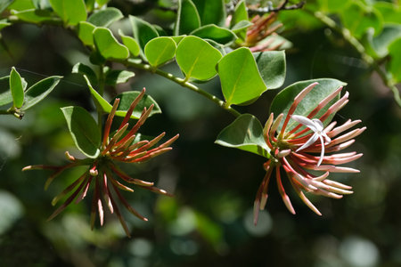 Close up of flowers of Carissa bispinosa, also known as Natal plum, met on Mount of Kilimanjaroの写真素材