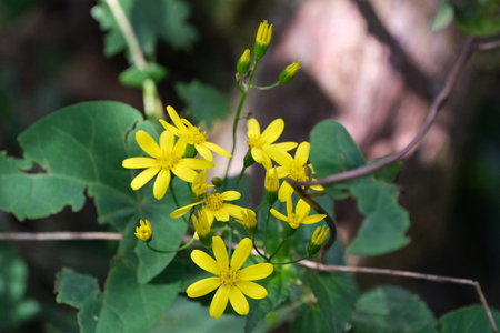 Close up of yellow flowers of Senecio, met on Mount Kilimanjaro