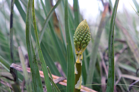 Flower bud of the Eremurus genus, commonly known as foxtail lilies or desert candles, met on Mount...