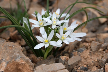 Close up of white flowers of Ornithogalum umbellatum, commonly known as Star of Bethlehem, met in...