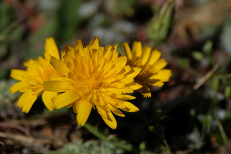 Close up of yellow flowers of Leontodon saxatilis, met in Morocco, Atlas Mountains.