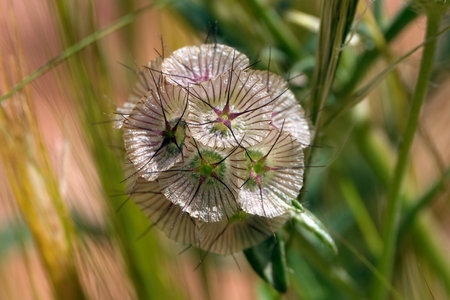 Close up of fruits of Scabiosa rotata plant, also known as the wheel scabious, Lomelosia rotata, met...