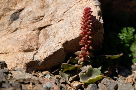 Umbilicus rupestris, navelwort, penny-pies or wall pennywort, is edible flowering plant. It has medical properties. Met in Morocco, Atlas Mountainsの写真素材