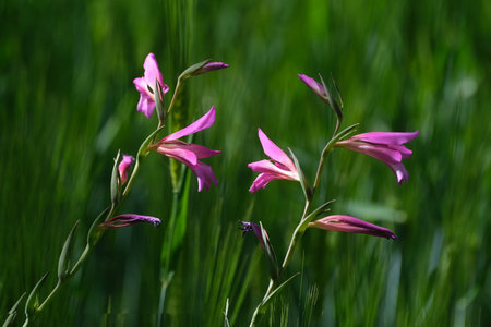 Close up of pink flowers of Gladiolus italicus, also known as Italian gladiolus, field gladiolus, or common sword-lily, met in Morocco, Atlas Mountainsの写真素材