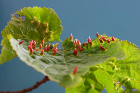 Close up of Eriophyes tiliae on leaves - gall mite that causes the formation of distinctive galls,...