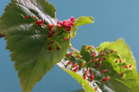 Close up of Eriophyes tiliae on leaves - gall mite that causes the formation of distinctive galls,...