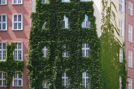 Front of tenement house covered with green ivy. Old Town of Gdansk, Poland