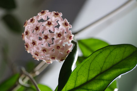 Beautiful flowers Hoya carnosa Pink - waxflower, pink-flowered nectar-rich exotic climber-trailer, native to Australia.の写真素材