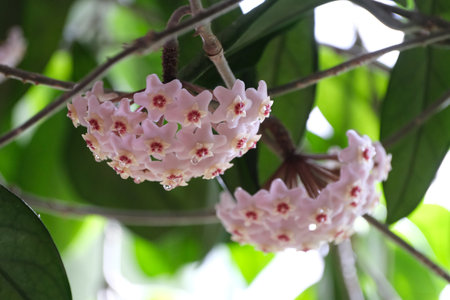 Beautiful flowers Hoya carnosa Pink - waxflower, pink-flowered nectar-rich exotic climber-trailer, native to Australia.の写真素材