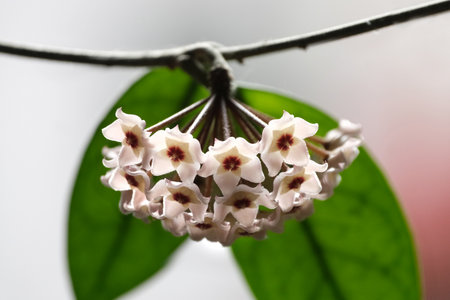 Beautiful flowers Hoya carnosa Pink - waxflower, pink-flowered nectar-rich exotic climber-trailer, native to Australia.の写真素材