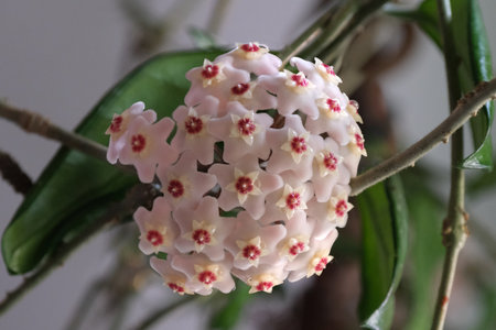 Beautiful flowers Hoya carnosa Pink - waxflower, pink-flowered nectar-rich exotic climber-trailer, native to Australia.の写真素材
