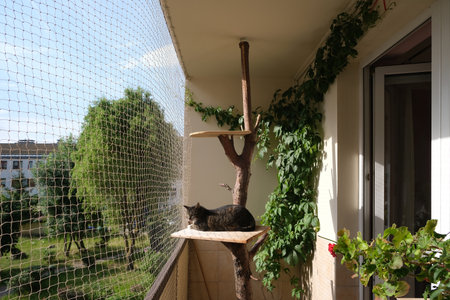 The cat is sitting on shelf on tree on balcony secured with net in summer time. Green plants on balcony.の写真素材